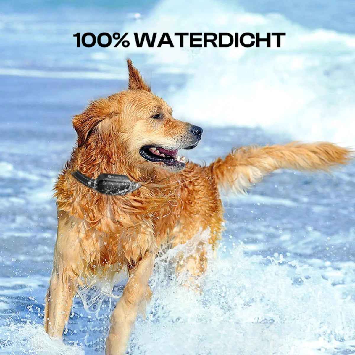 PetSafe | Electric Dog Training Collar with Remote Control, Waterproof, 16 Adjustable Shock Levels, 1000m Range, Beep & Vibration Modes