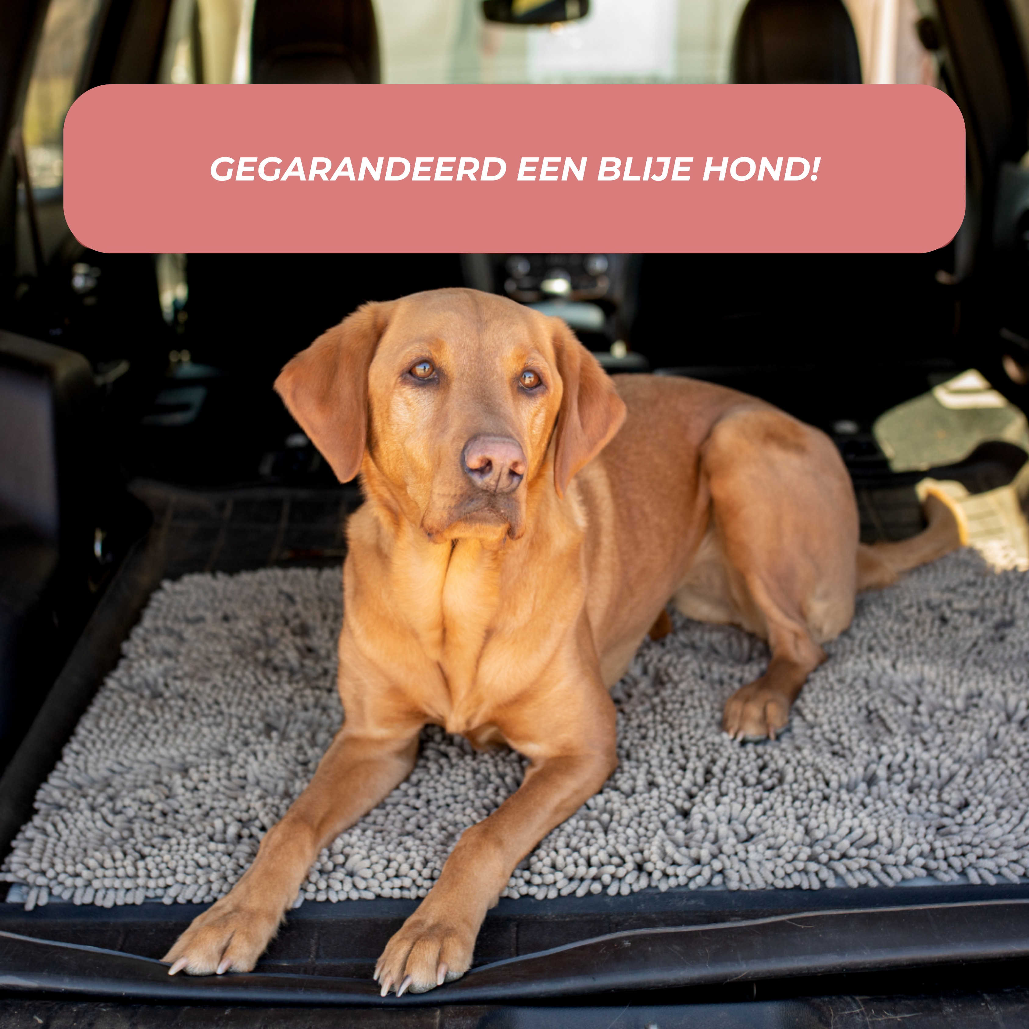 Joep | Highly Absorbent Dog Mat, Non-Slip Cleaning Mat for All Floor Types, Machine Washable, Durable Design