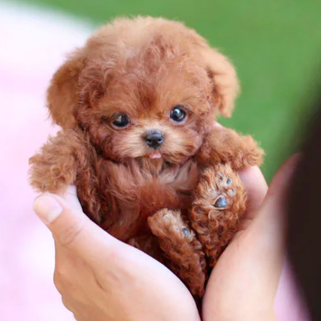 Happy Play | Interactive Puppy Toy — Voice and Touch Responsive with Realistic Movements, Soft Synthetic Leather, Low-Noise