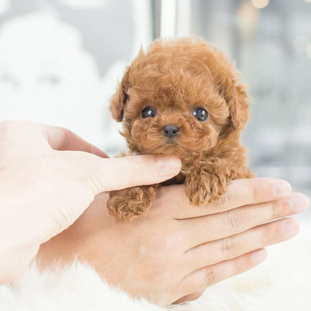 Happy Play | Interactive Puppy Toy — Voice and Touch Responsive with Realistic Movements, Soft Synthetic Leather, Low-Noise