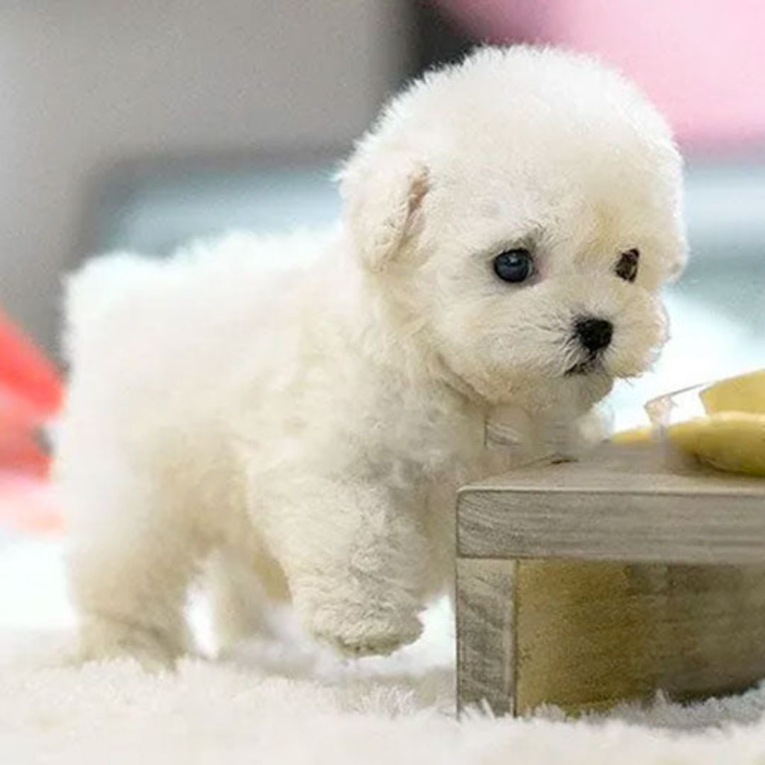 Happy Play | Interactive Puppy Toy — Voice and Touch Responsive with Realistic Movements, Soft Synthetic Leather, Low-Noise
